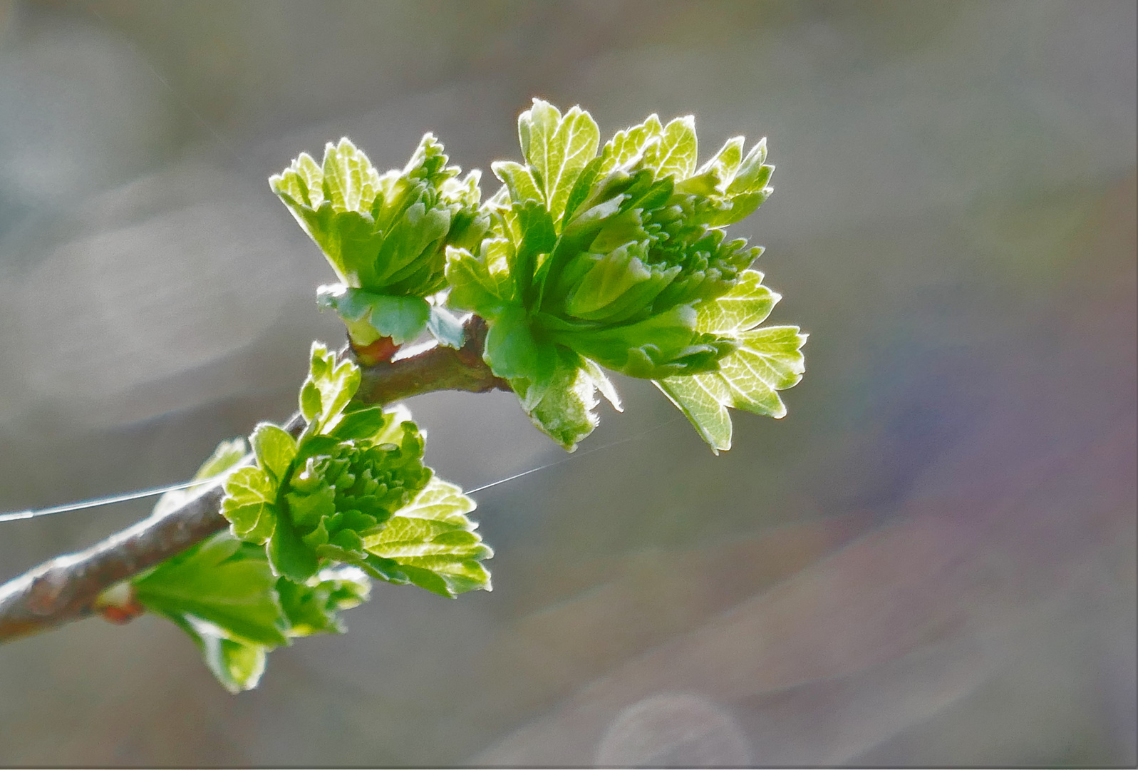 Blätter wie Blüten