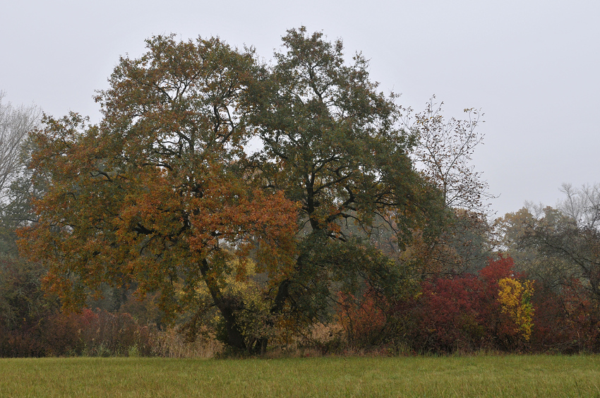 Blätterbunt nach Nebel