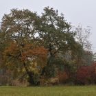 Blätterbunt nach Nebel