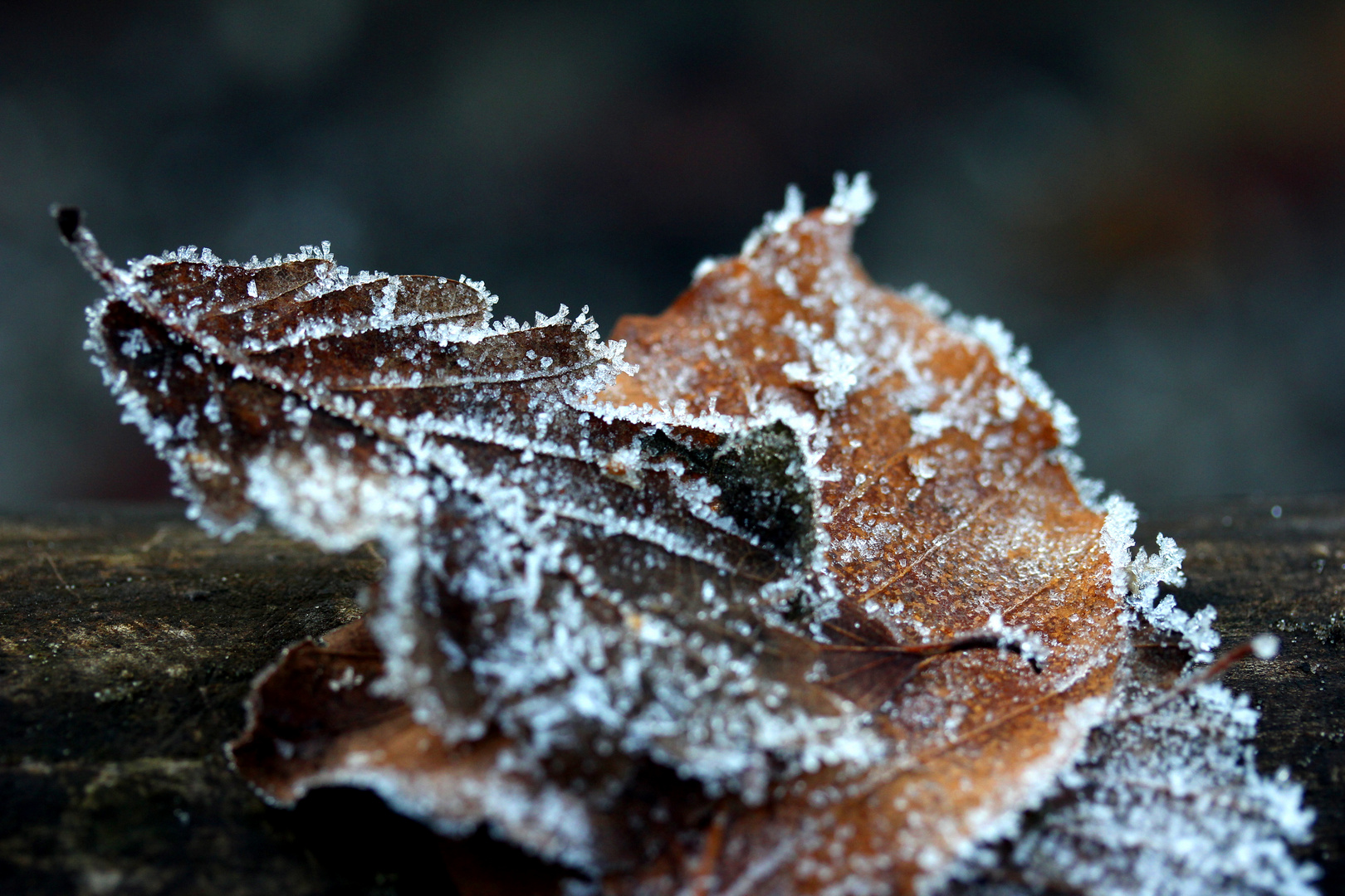 Blätterchen Frost