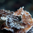 Blätterchen Frost