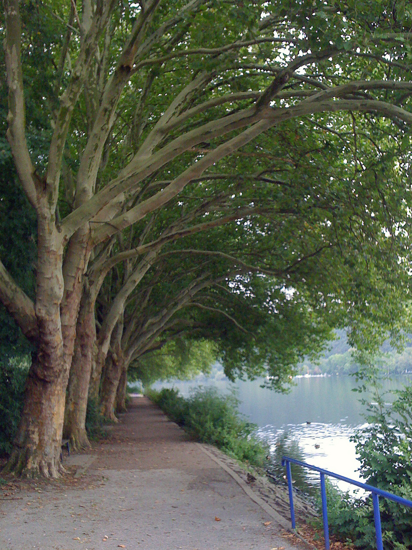 Blätterdach am Baldeneysee