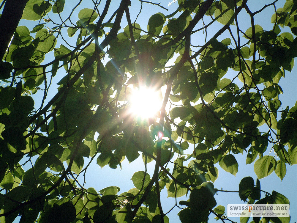 Blätterdach bei Sonnenschein