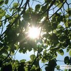 Blätterdach bei Sonnenschein