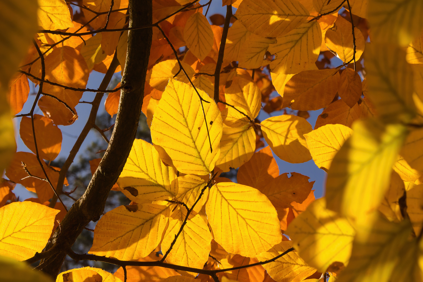 Blätterdach im Herbst