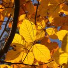 Blätterdach im Herbst