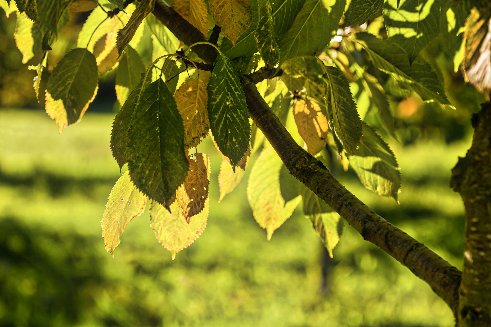 Blätterdach im Herbst