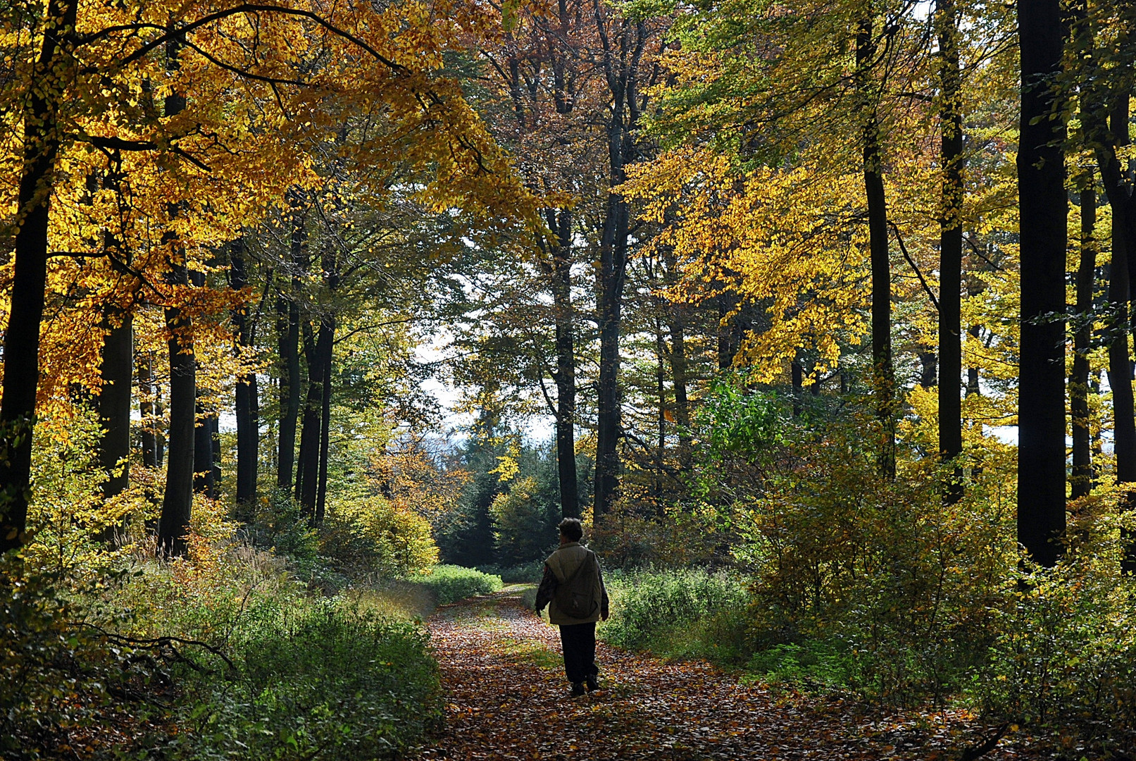 Blätterdach im herbstlichen Lipperland