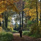 Blätterdach im herbstlichen Lipperland