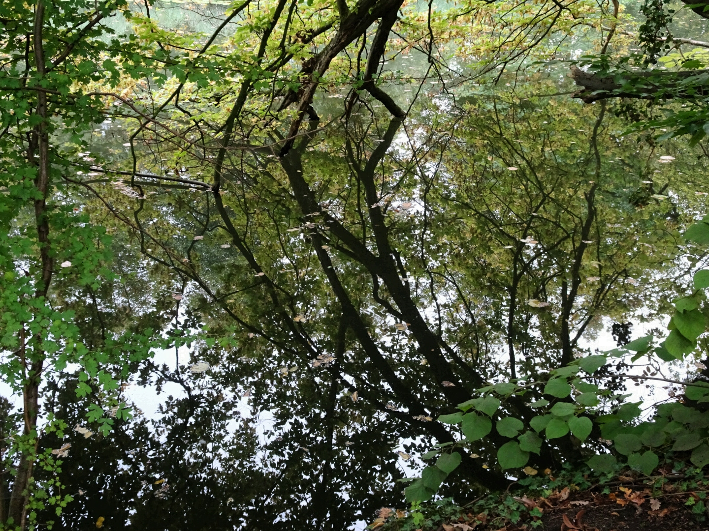 Blätterdach im See 