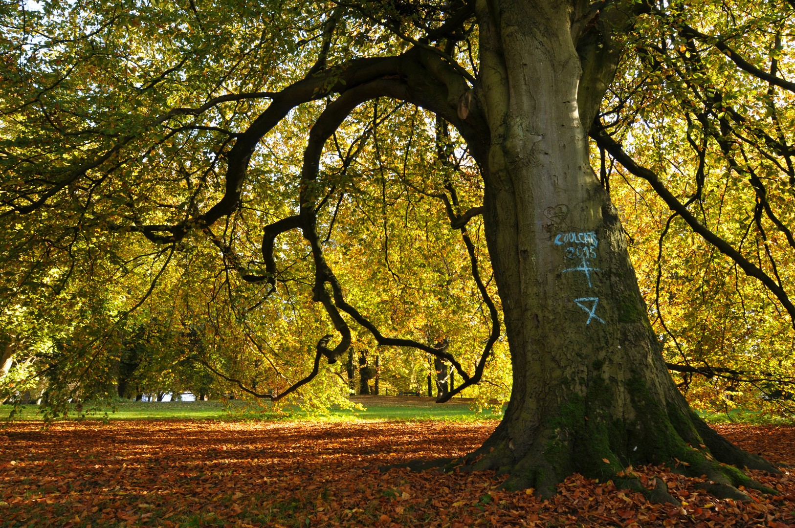 Blätterdom Schlosspark Husum