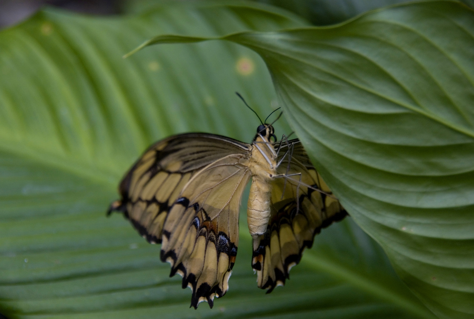 Blättererversteck für einen Schmetterling