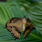 Blättererversteck für einen Schmetterling