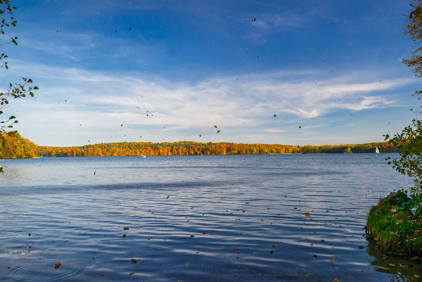 Blätterfall am Werbellinsee, Schorfheide