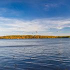 Blätterfall am Werbellinsee, Schorfheide