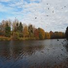 ..Blätterfall...vom Winde verweht...