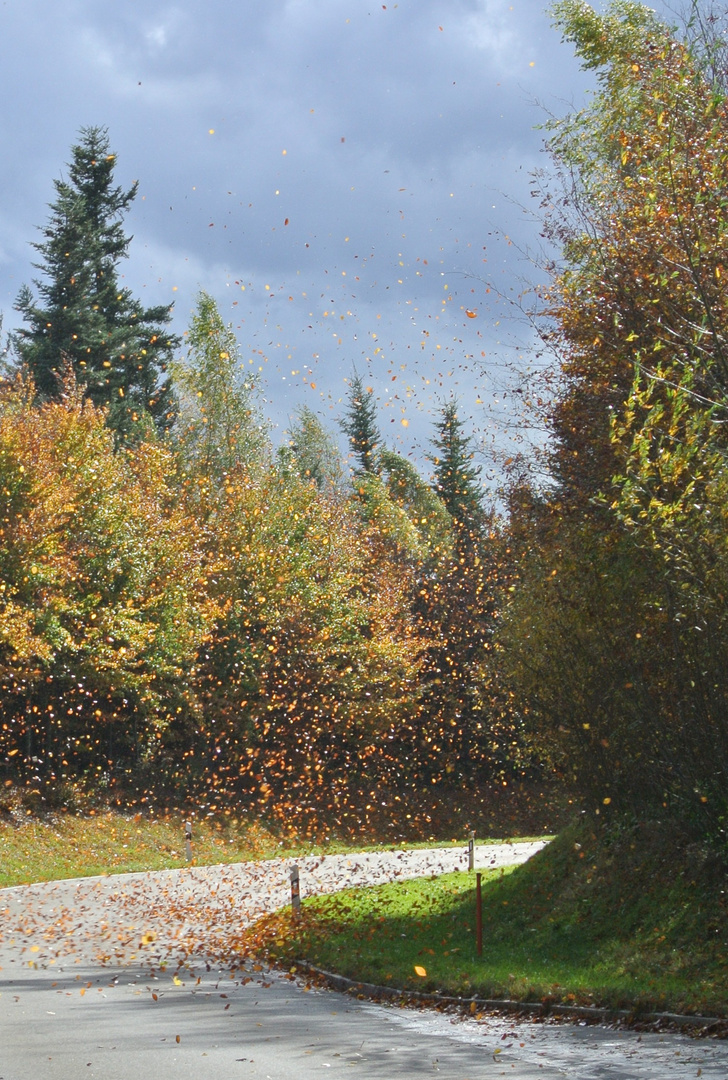 Blätterflug