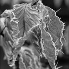 Blätter/Frost