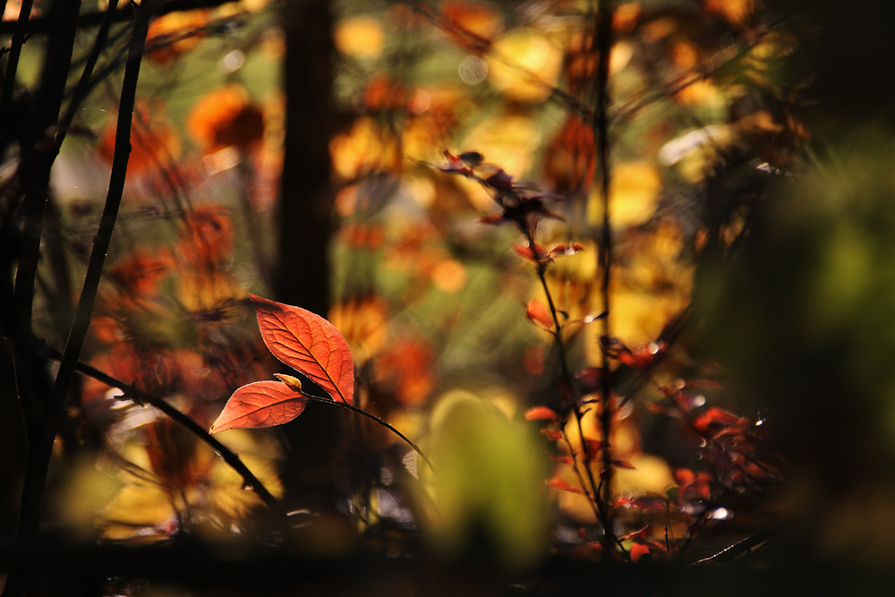 Blätterglanz im herbstlichen Gegenlicht