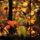 Blätterglanz im herbstlichen Gegenlicht