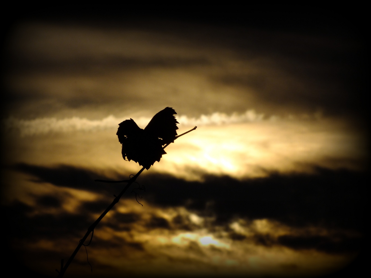 Blätterherz im Sonnenuntergang