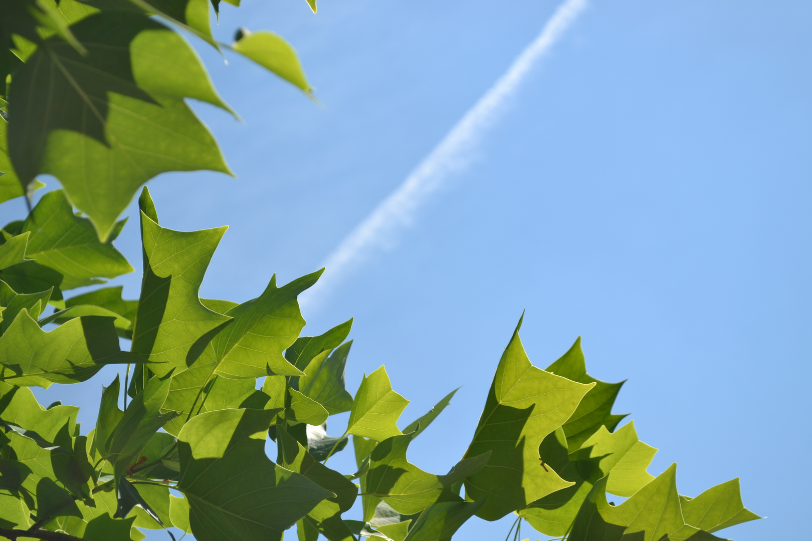 Blätterhimmel