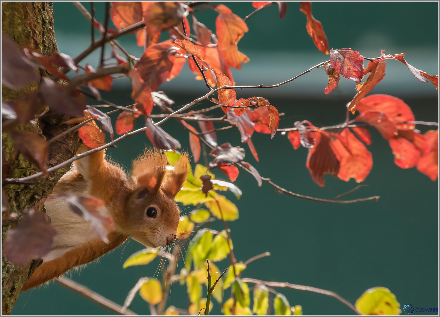 Blätterkobold im herbstlichen Abendlicht