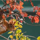 Blätterkobold im herbstlichen Abendlicht