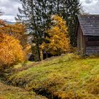 Blätterleuchten im Murgtal