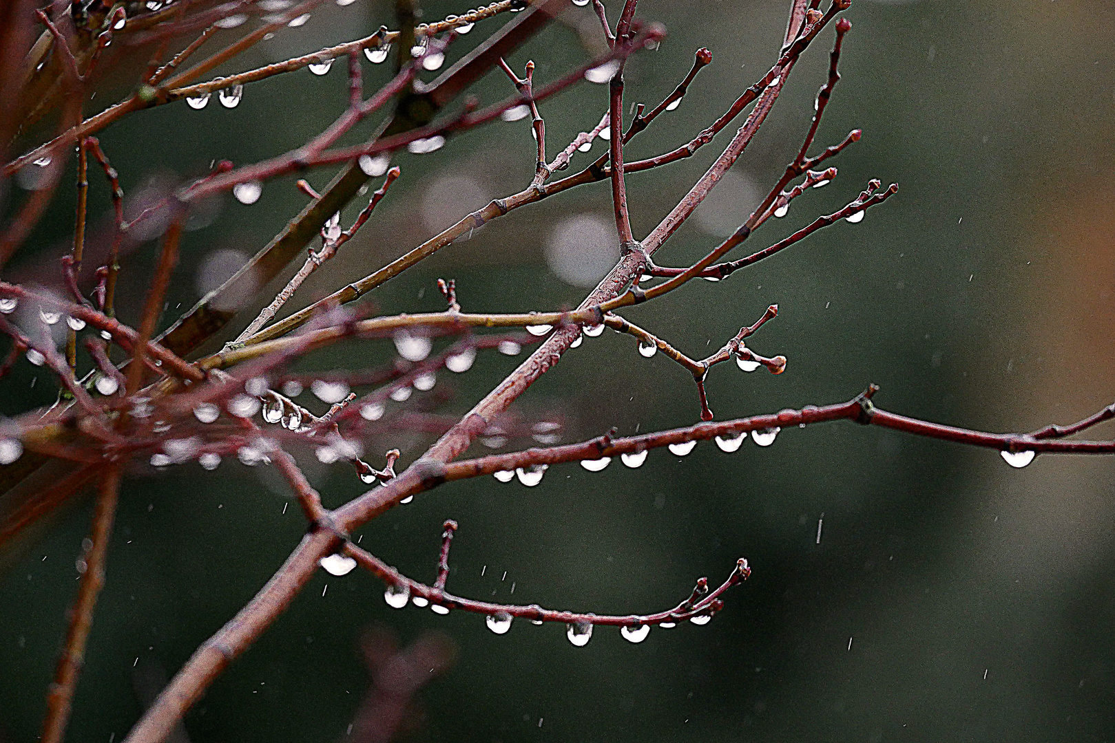 Blätterlose Ahornzweige im Regen.