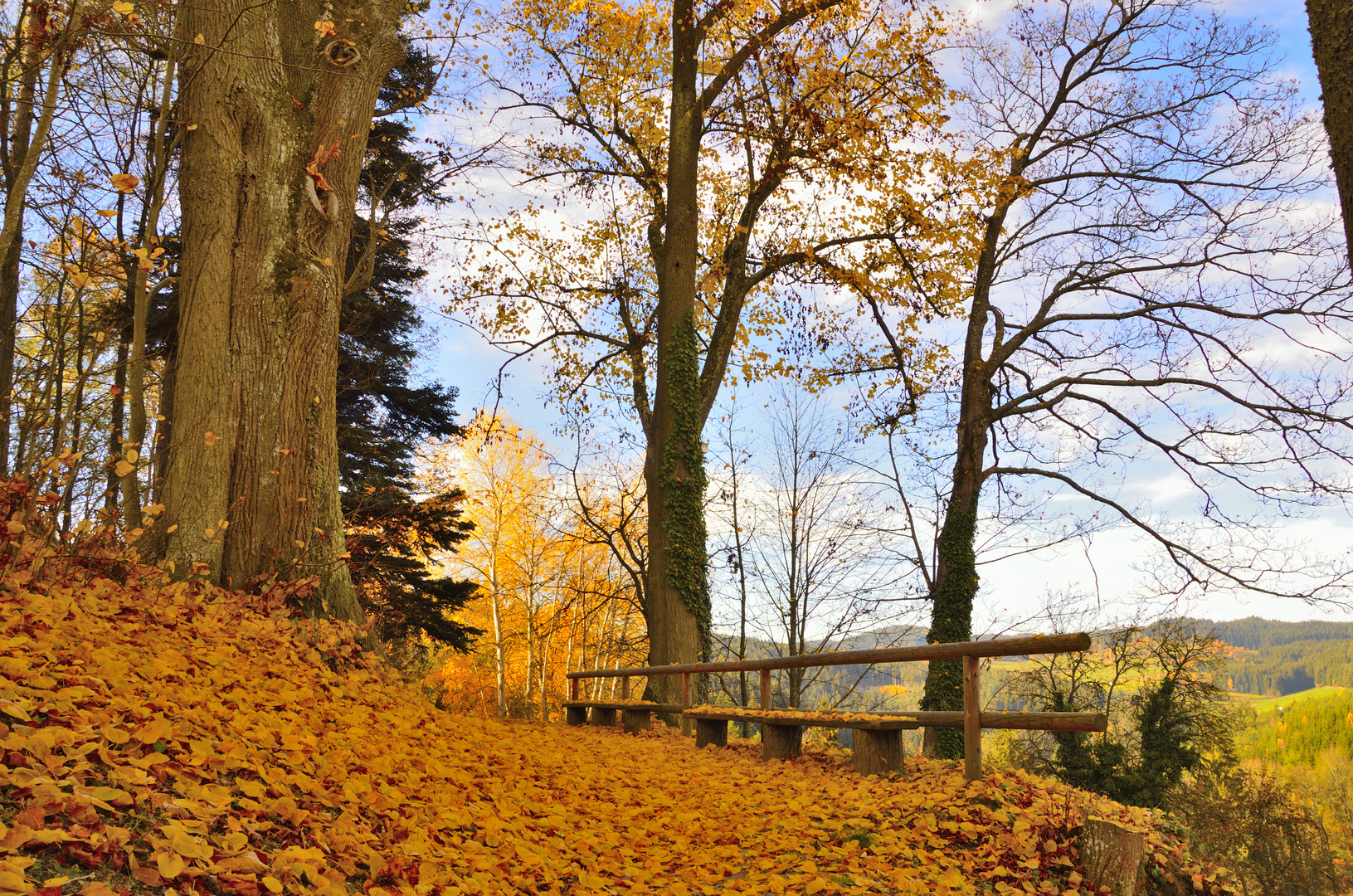 Blättermeer am Burgberg der Burg Rappottenstein im Waldviertel 01