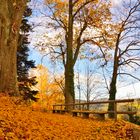 Blättermeer am Burgberg der Burg Rappottenstein im Waldviertel 01