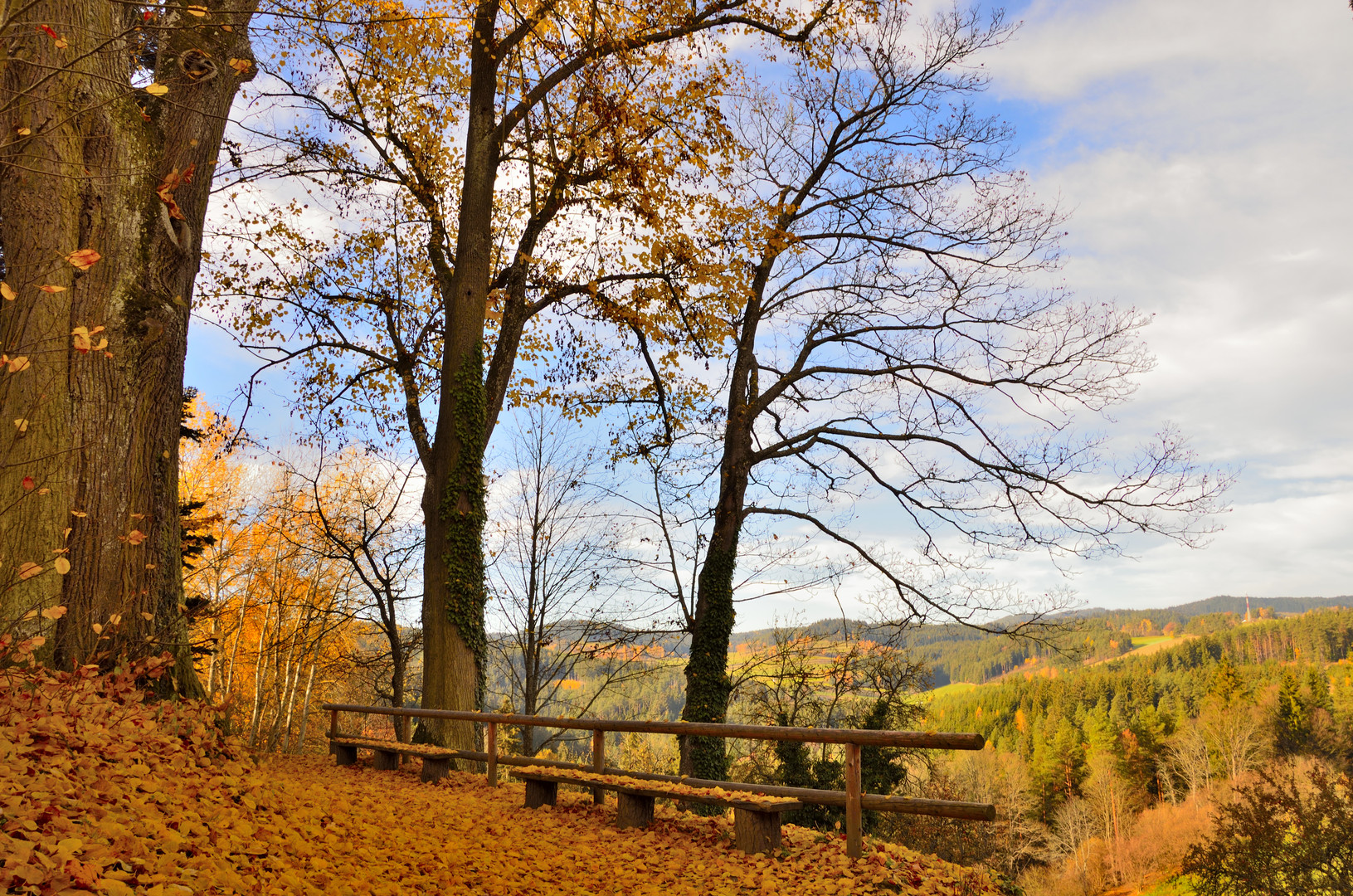 Blättermeer am Burgberg der Burg Rappottenstein im Waldviertel 02