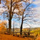 Blättermeer am Burgberg der Burg Rappottenstein im Waldviertel 02