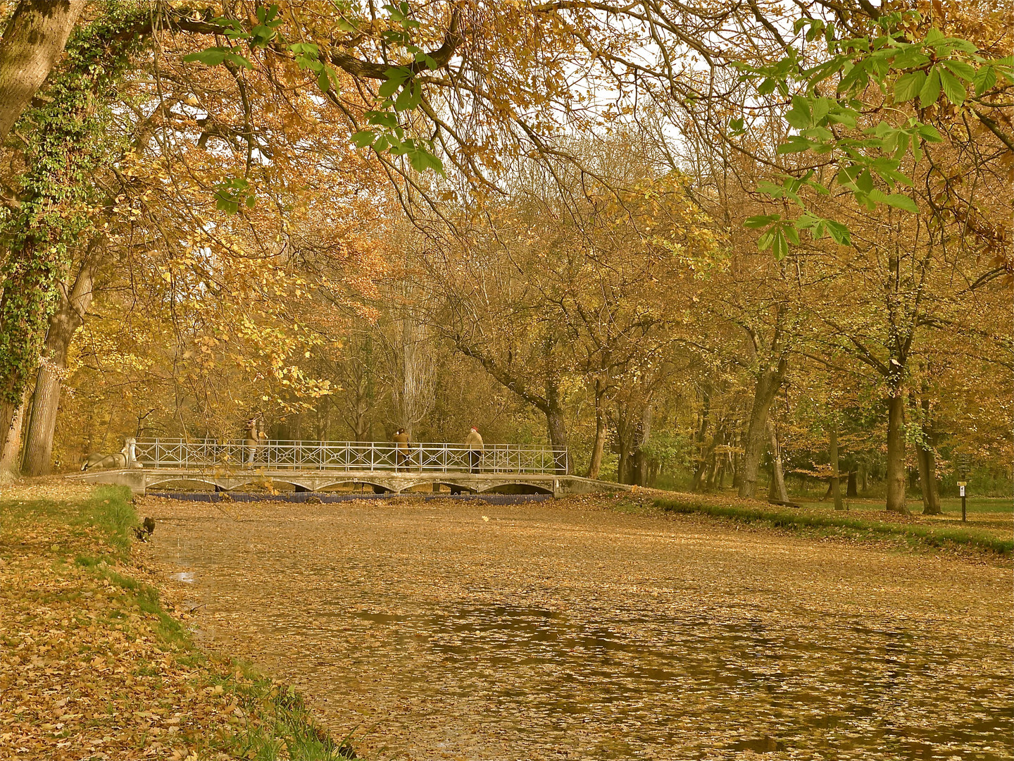 Blättermeer