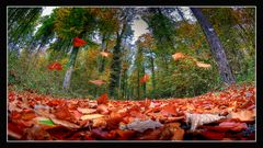 blätternder wald