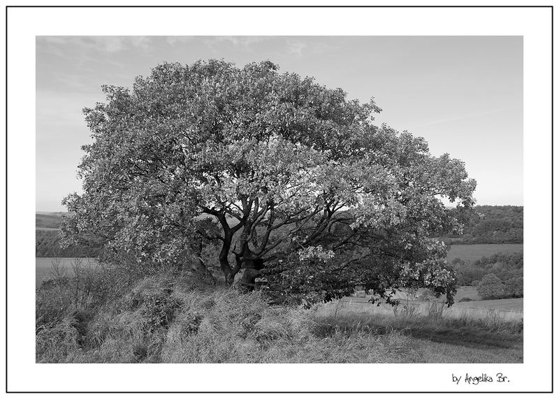 Blätterrascheln im Baum ....