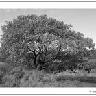 Blätterrascheln im Baum ....