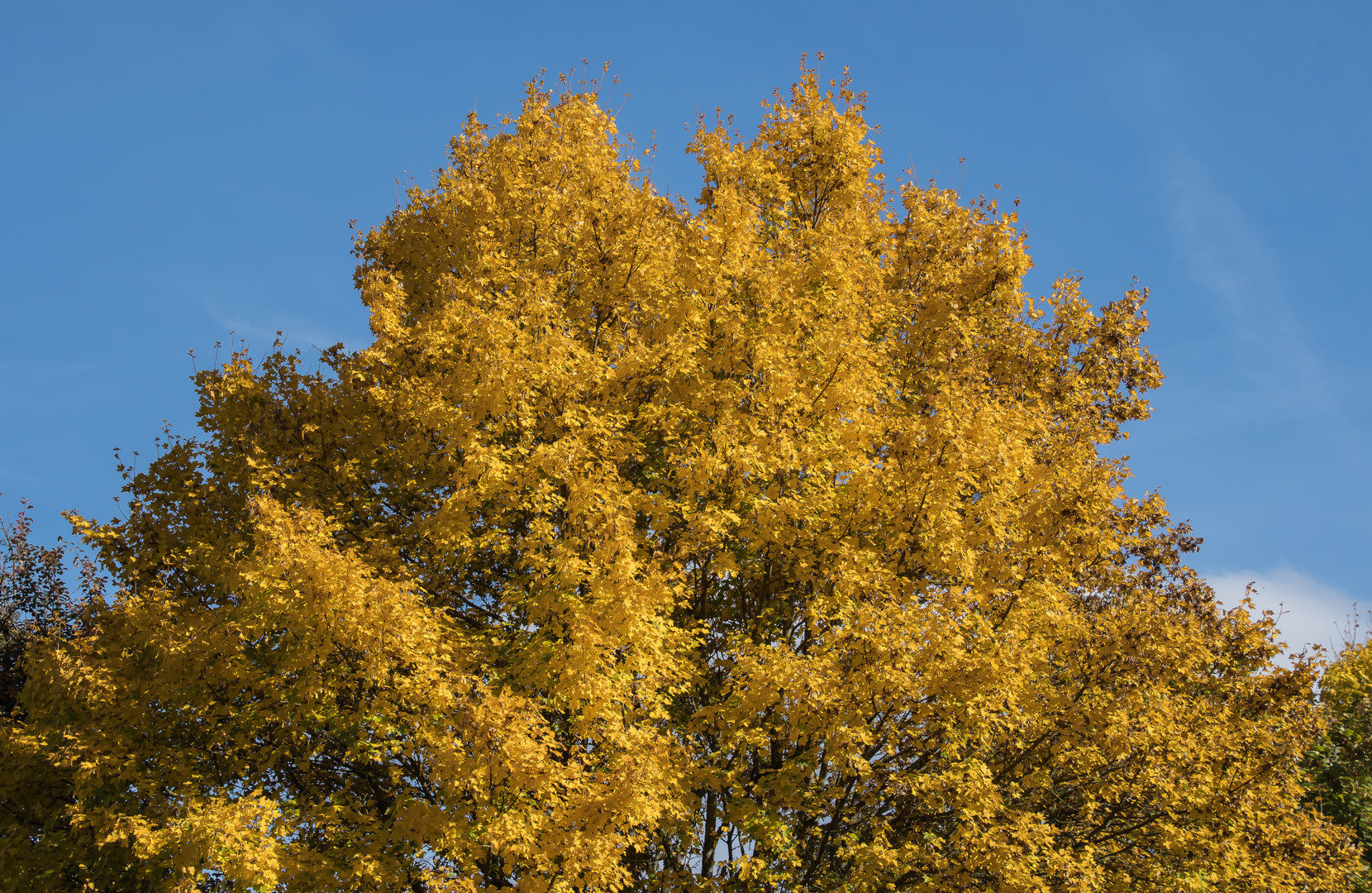 BLÄTTERRAUSCHEN