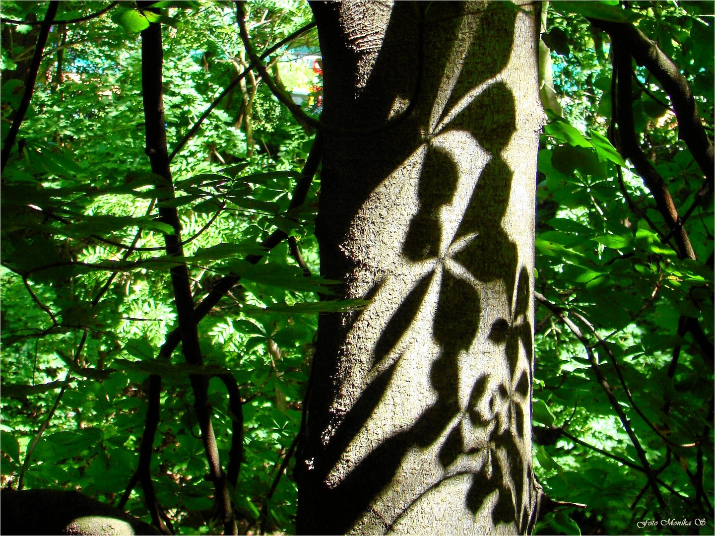 Blätterschatten