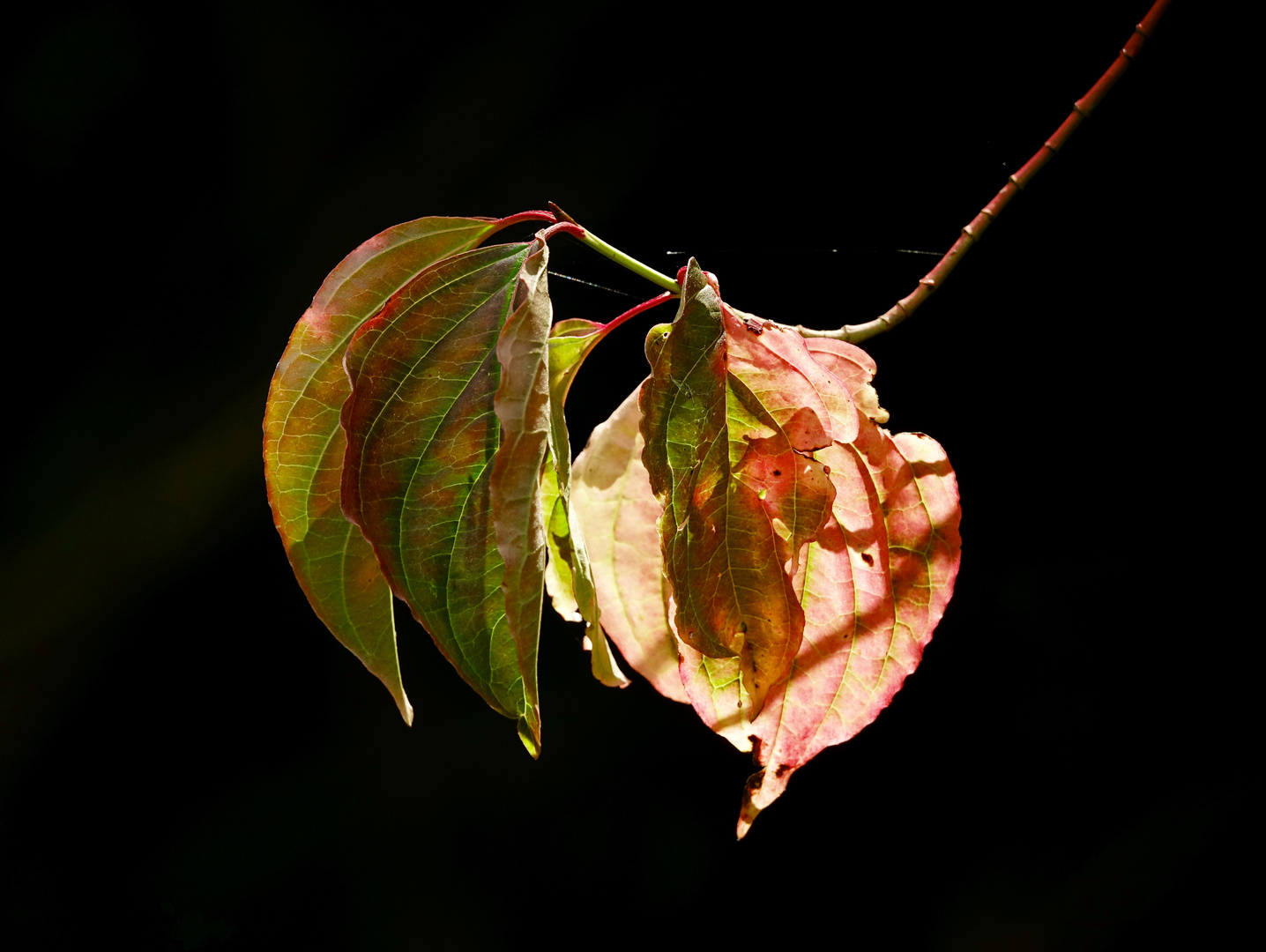 Blätterschein