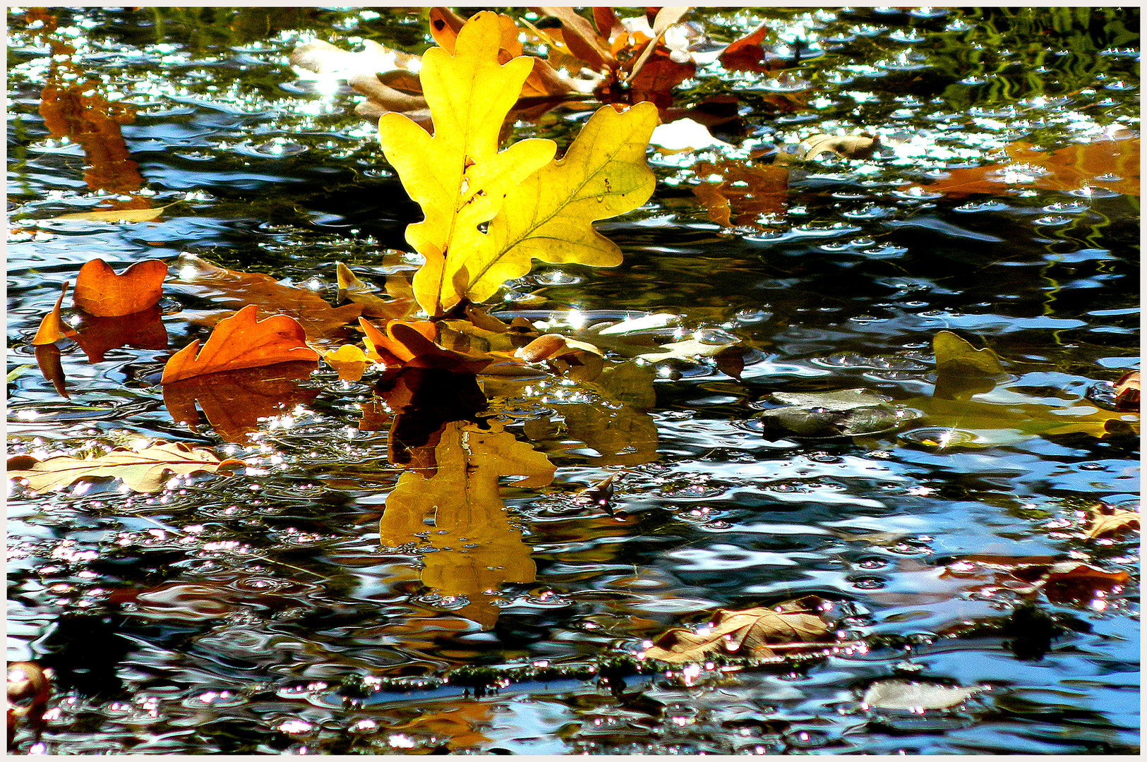 Blättersegeln in den Herbst