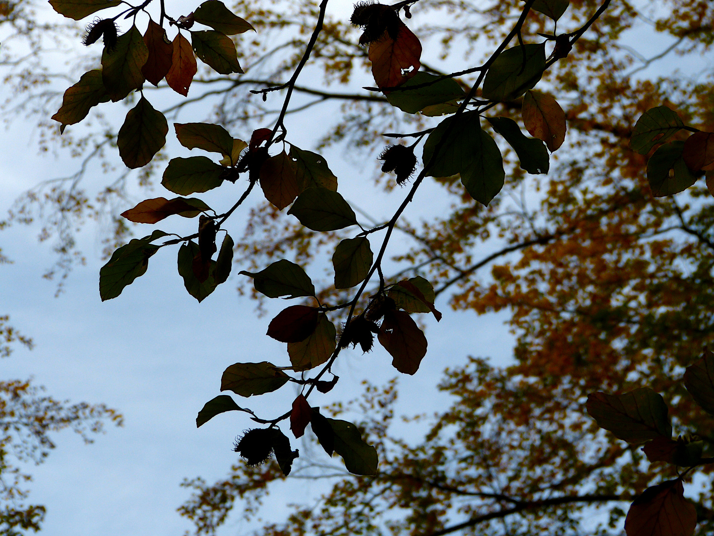 Blättersilhouette