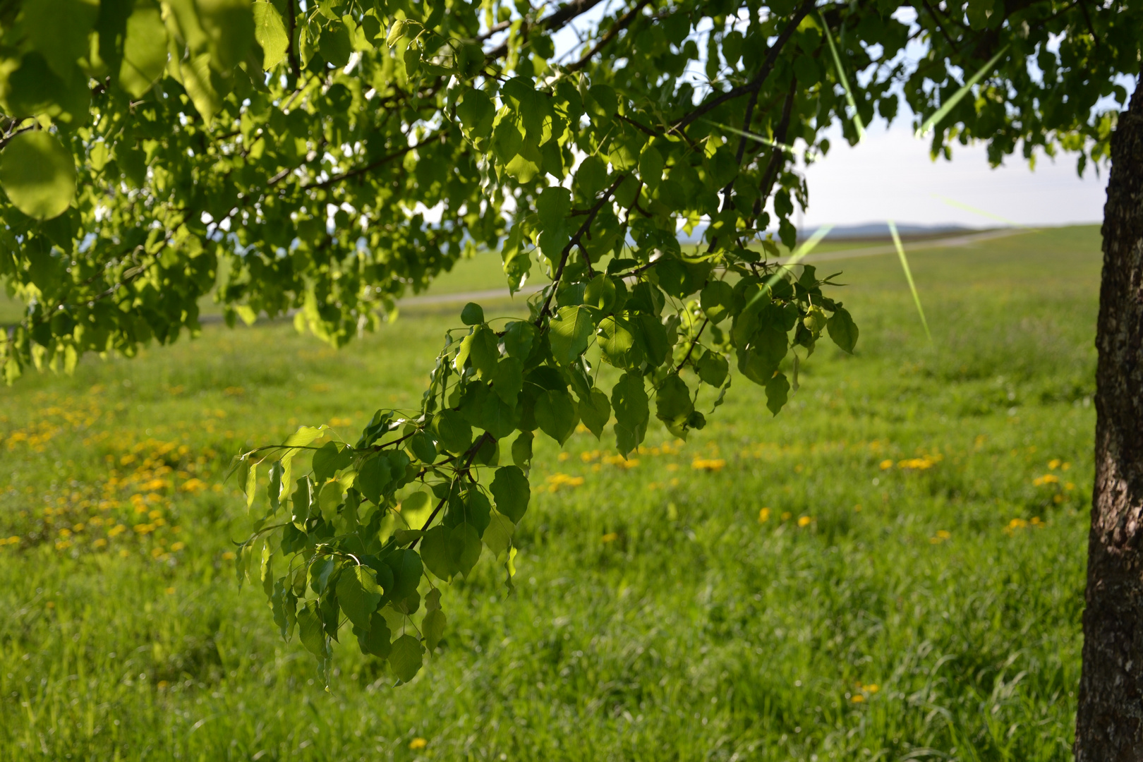 Blätter#Sonnenstrahlen#Frühling