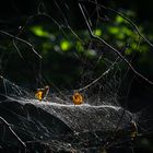 Blättertanz im Spinnenstadium