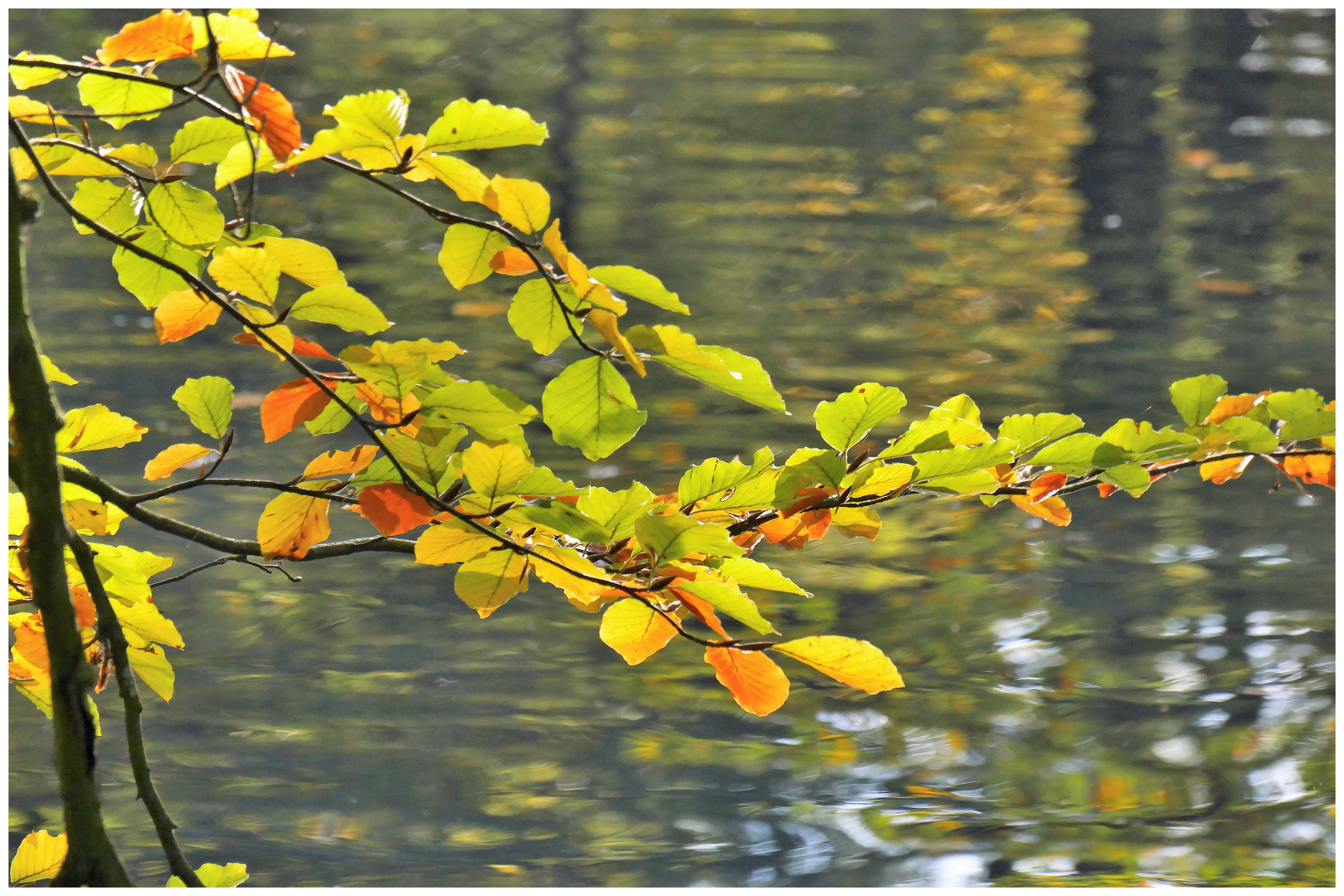 Blätterteich Foto & Bild jahreszeiten, herbst, naturkreativ Bilder