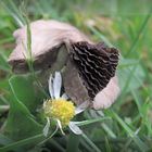 Blätterteig auf der Wiese