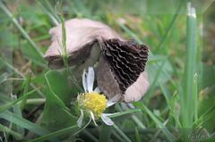 Blätterteig auf der Wiese