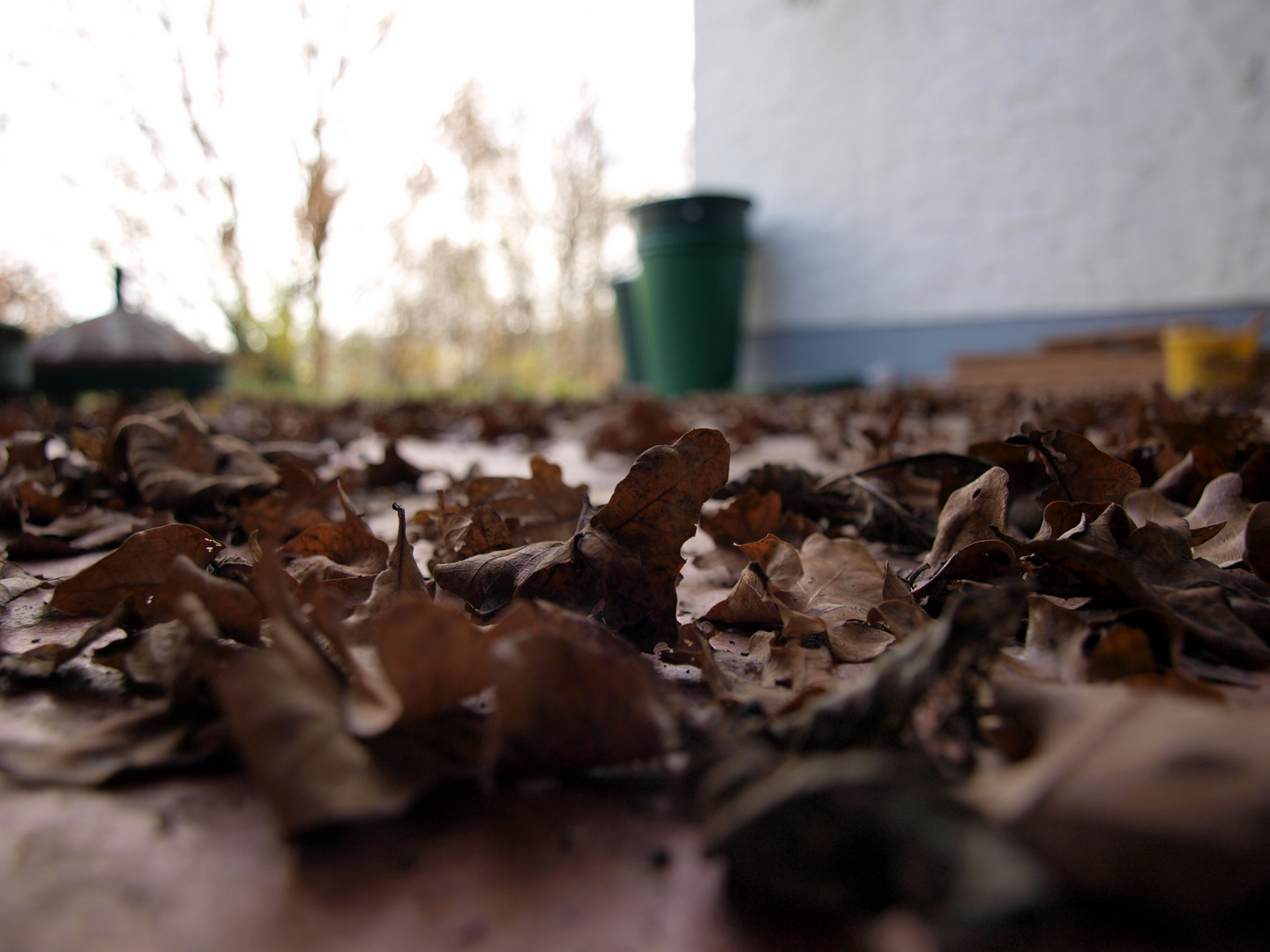 Blätterteppich auf der Terrasse