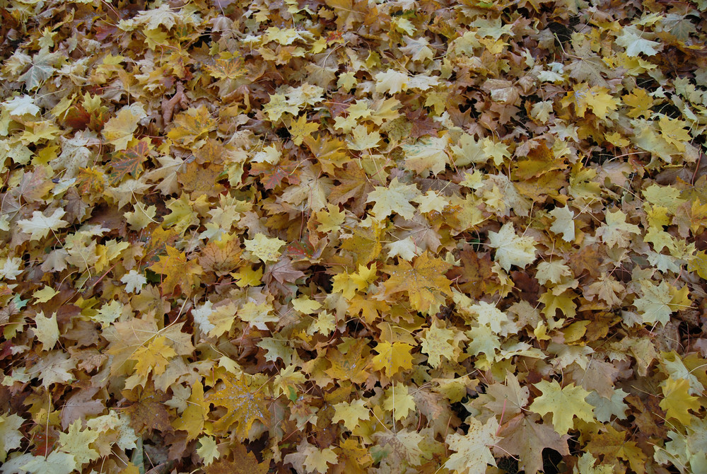 Blätterteppich im Herbst